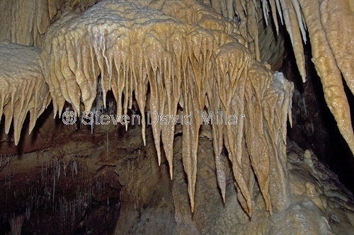 jenolan caves picture;janolan caves;cave decorations;blue mountains national park;cave;blue mountains;steven david miller;natural wanders